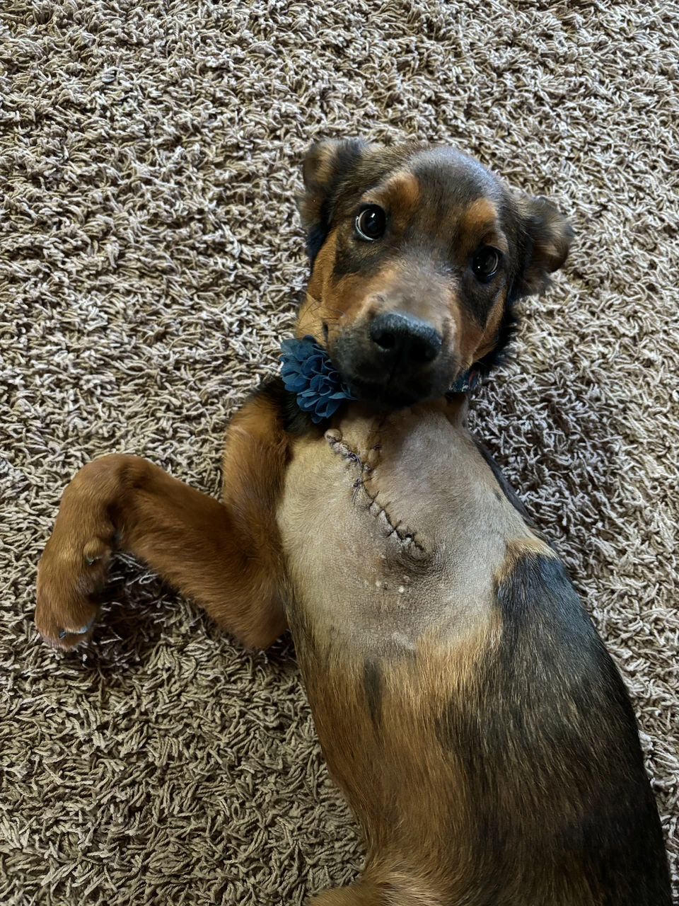 A brown and black dog wearing a blue flower collar, resting on a rug.